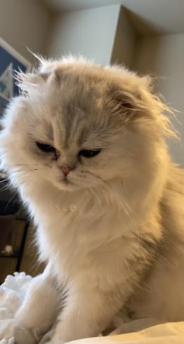 Customer photo review of Pawsky™ 2-in-1: Brushes & Vacuums