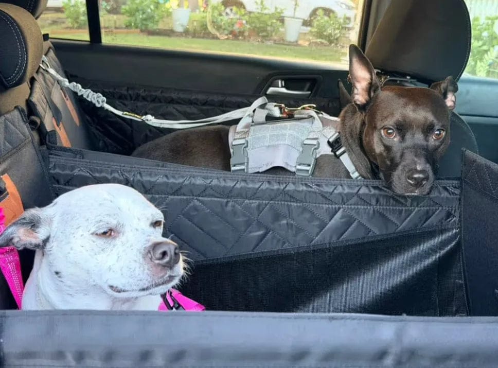 Customer photo review of Caisse de transport sécurisé voiture pour chien