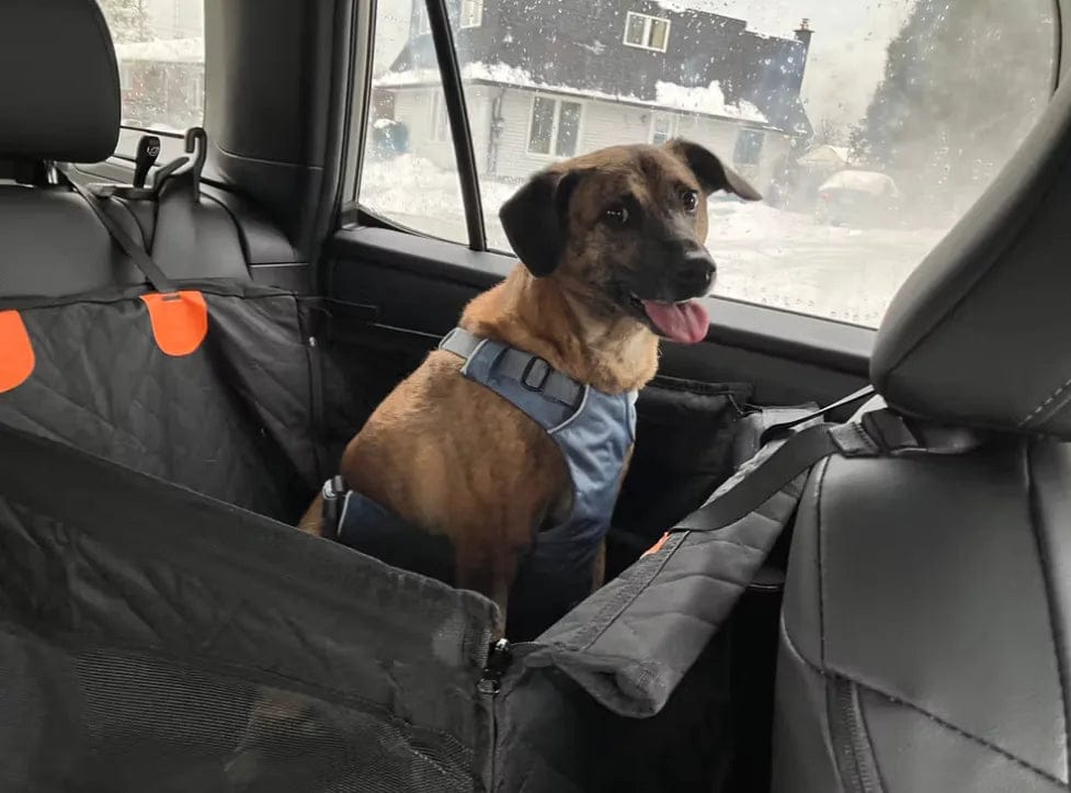 Customer photo review of Caisse de transport sécurisé voiture pour chien