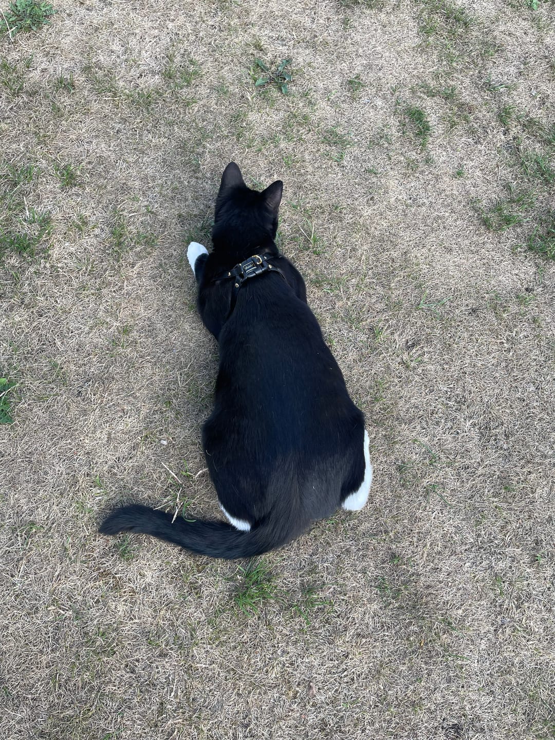 Customer photo review of The Supakit Cat Harness