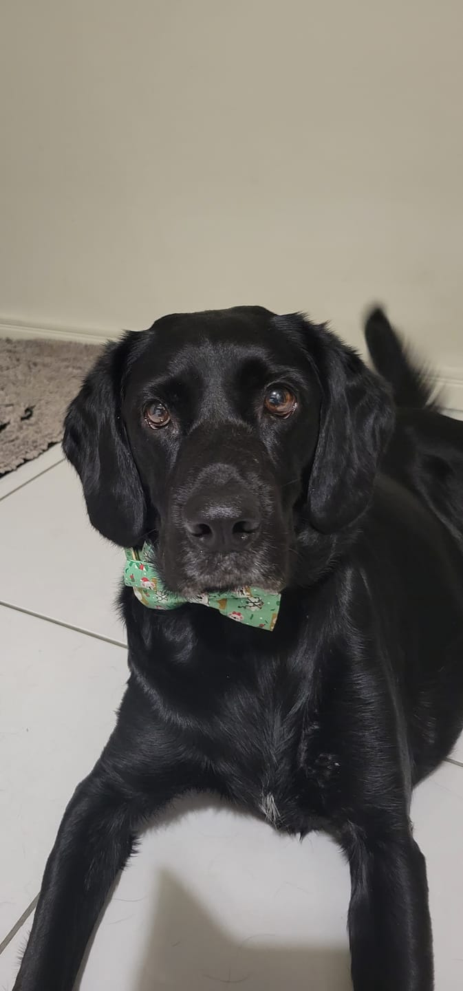 Customer photo review of Marine Vitality Mussel Powder For Dogs - 150g