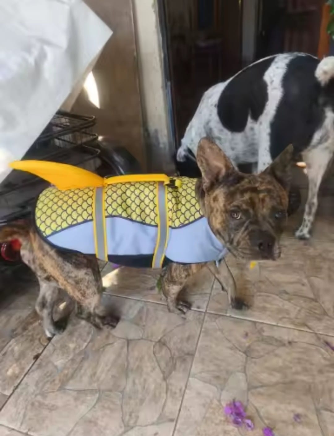 Customer photo review of Chaleco Sharkpets