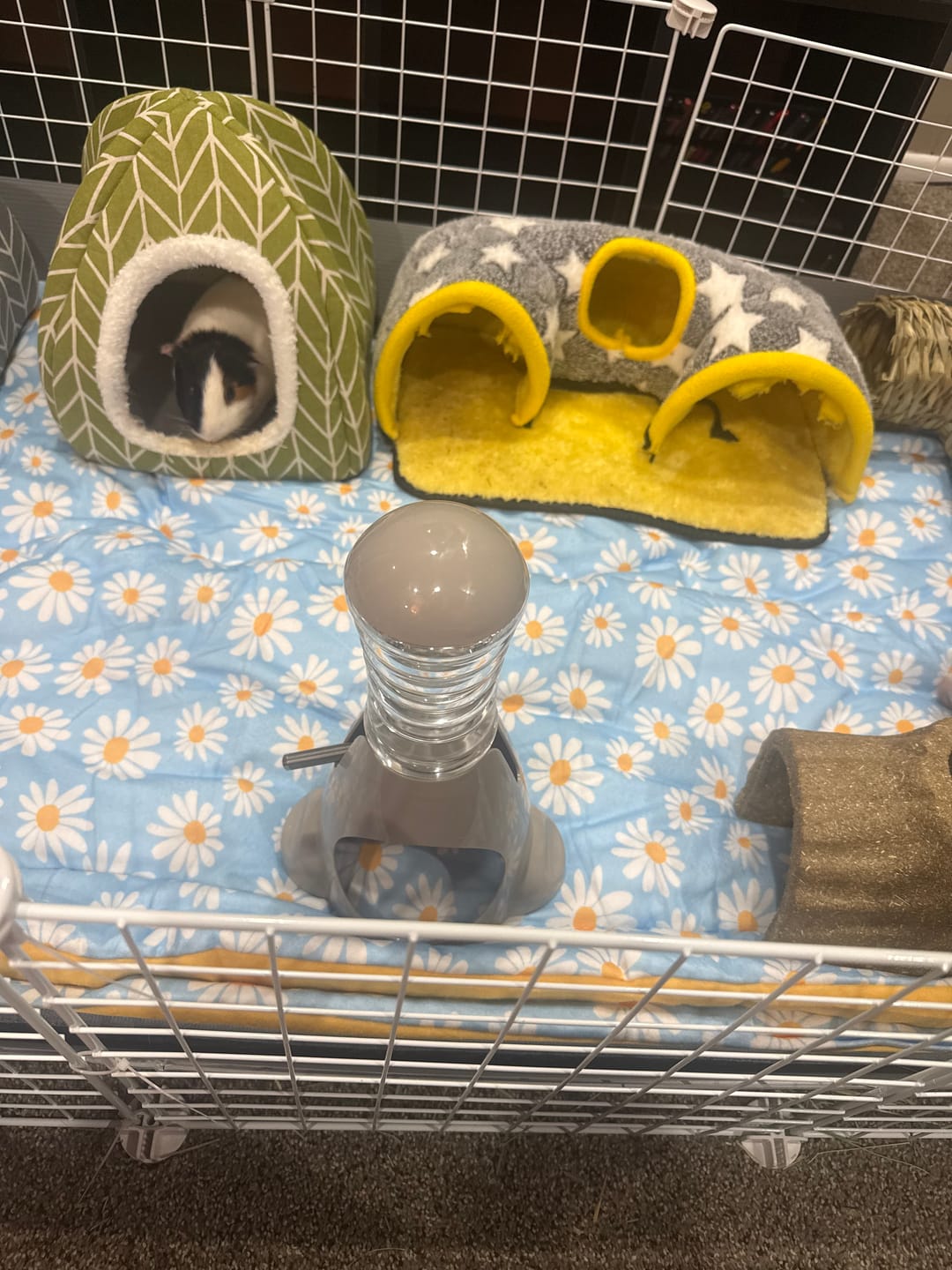 Customer photo review of Set of 2 Plush Fleece Liners for Guinea Pigs | Daisy Collection