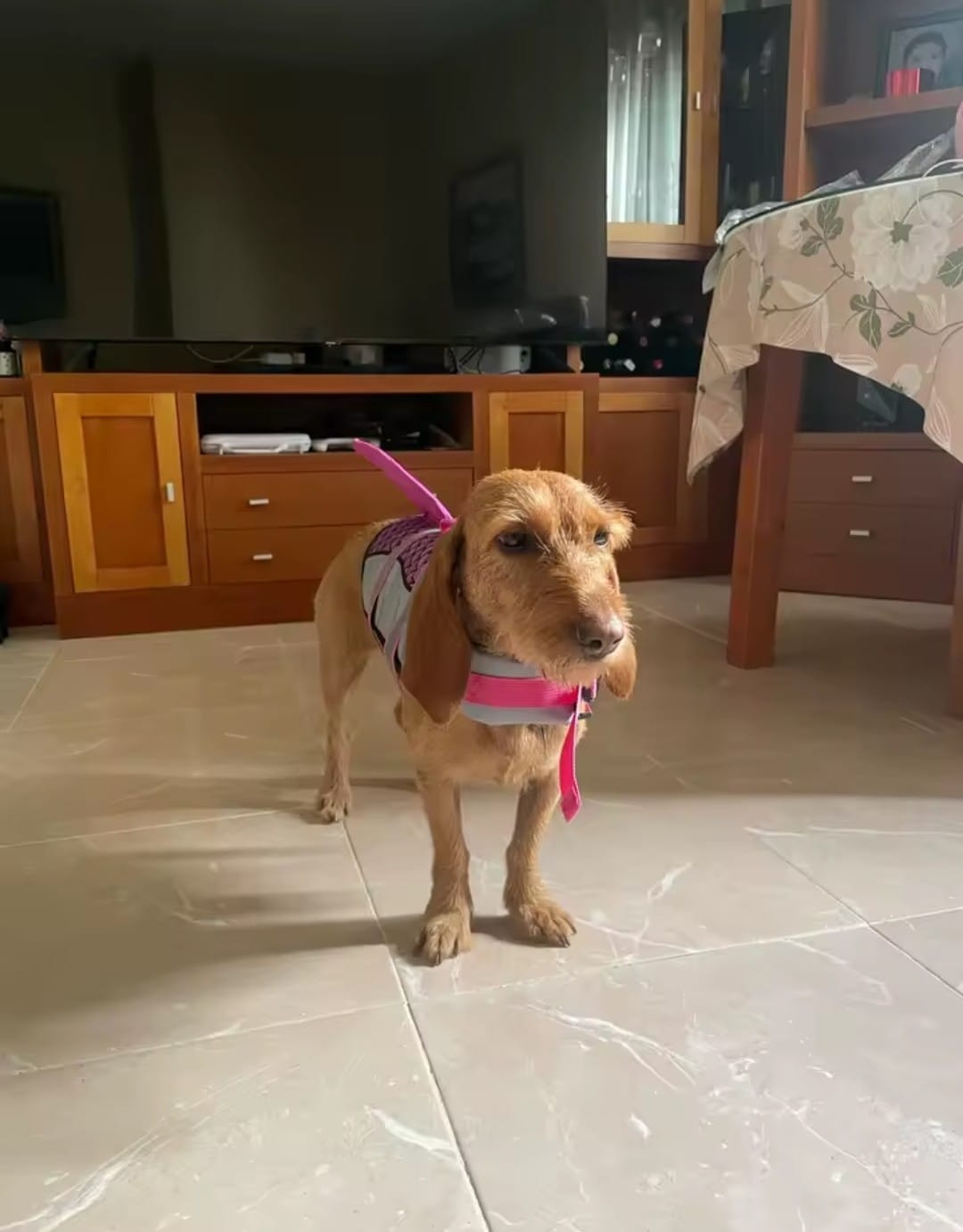 Customer photo review of Chaleco Sharkpets