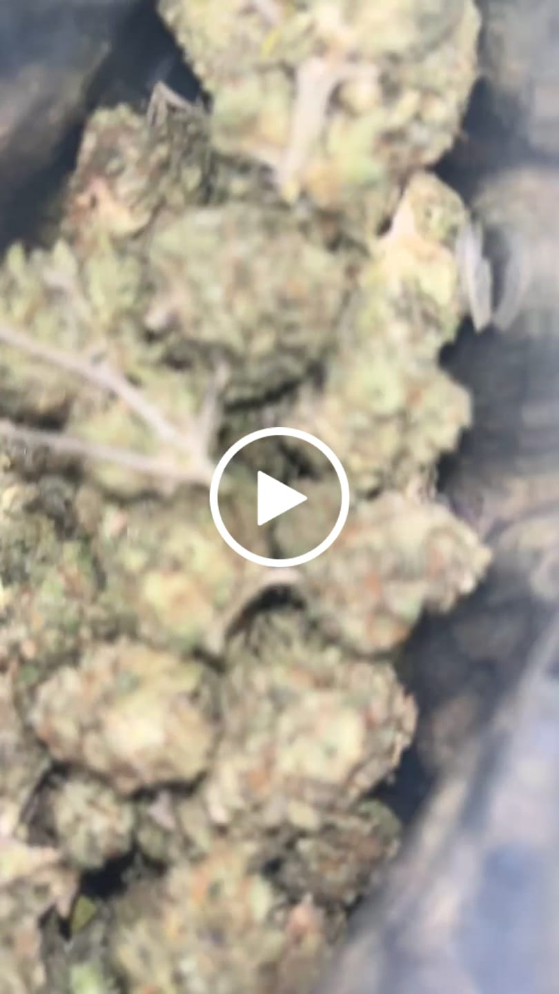 Customer video review of Acapulco Gold THCA Flower