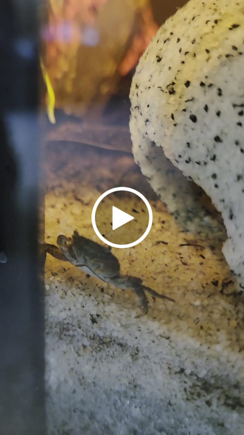 Customer video review of Freshwater Pom Pom Crab (Ptychognathus barbatus)