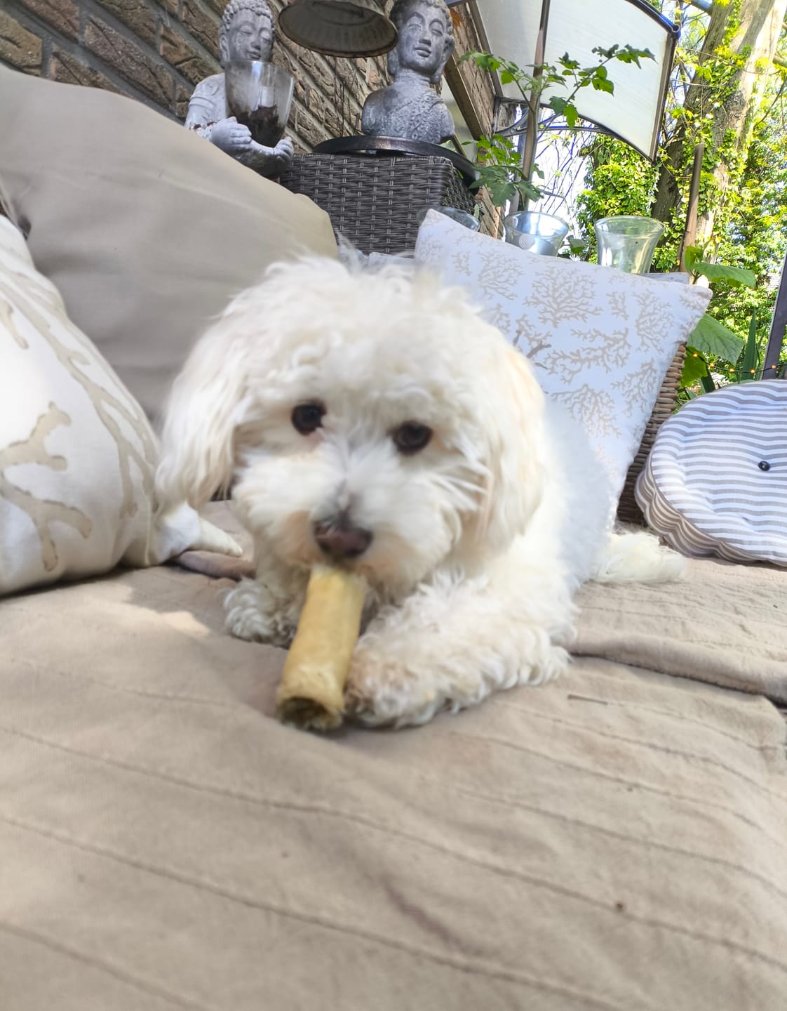 Customer photo review of Wurmtest Pro Hund