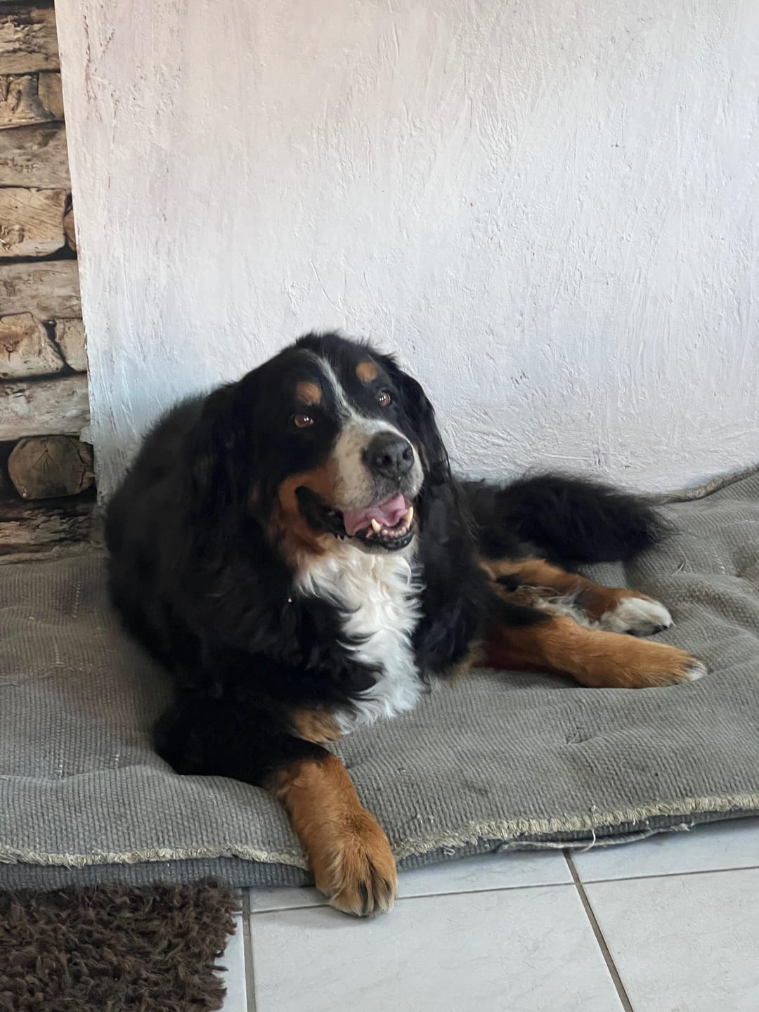 Customer photo review of Leber Kräuter für Hunde - Sonnenaufgang