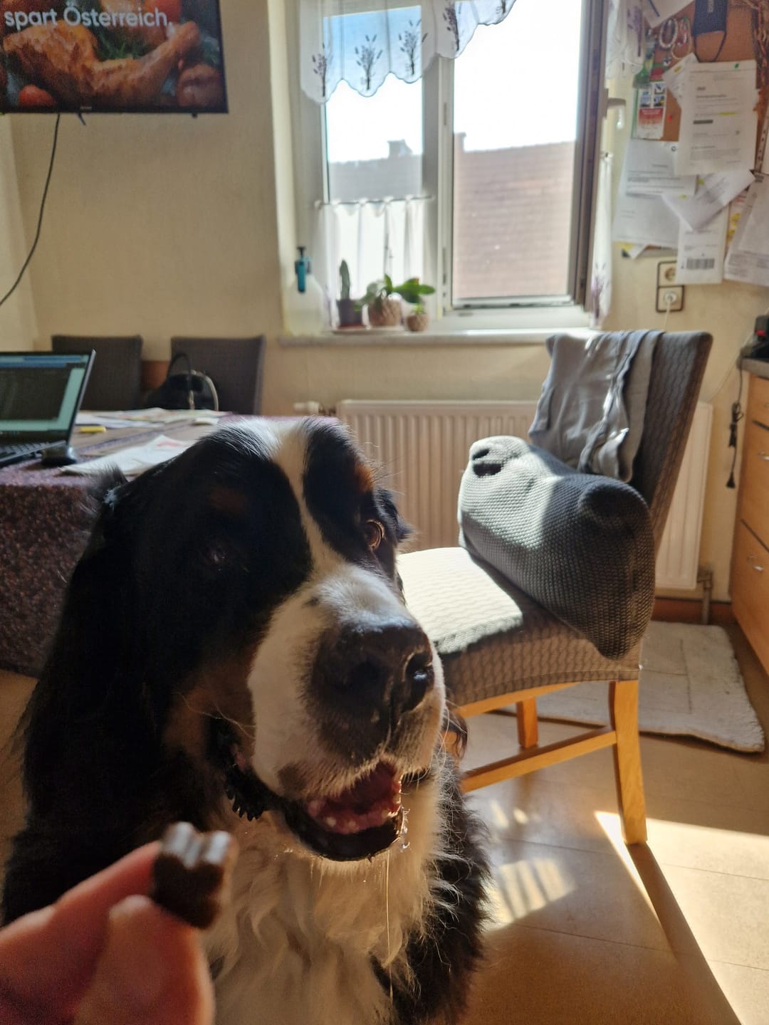 Customer photo review of Probio Belly Snacks für Hunde mit BIOTICS³-Komplex: Präbiotika, Probiotika & Postbiotika