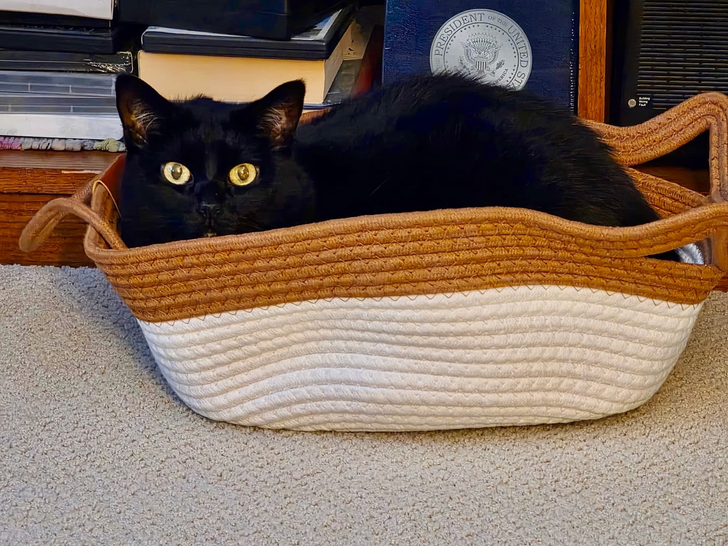 Chat noir dans le panier Instinct beige et blanc.