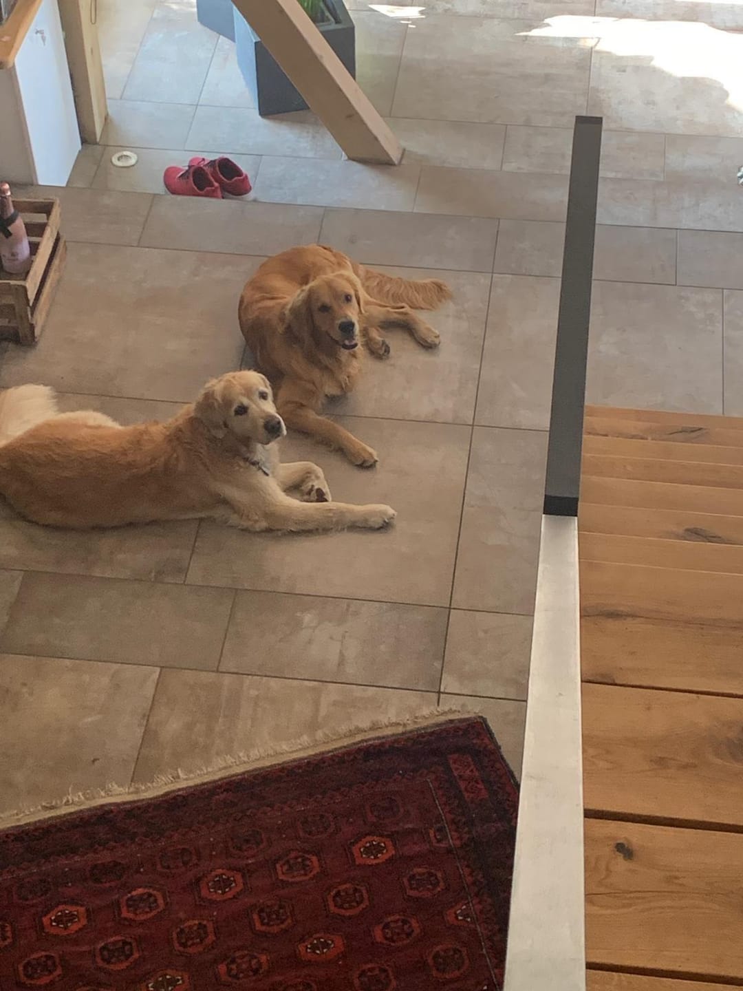 Customer photo review of Leber Kräuter für Hunde - Sonnenaufgang