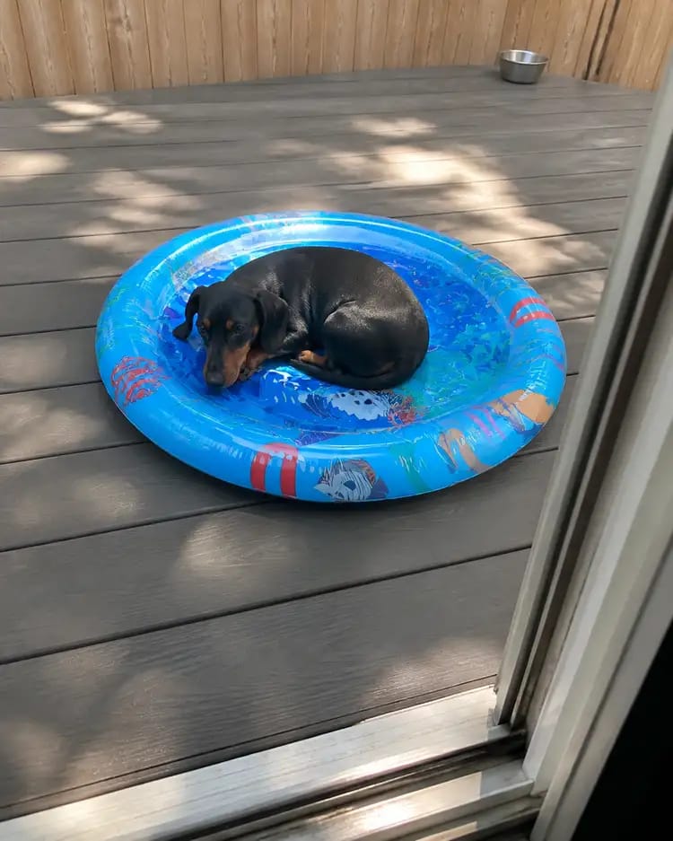 Customer photo review of Paw Cool Oasis Dog Cooling Water Bed