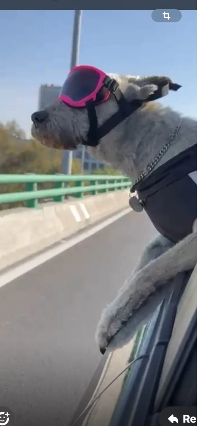 Customer photo review of CANLUX Pet - Gafas para Mascotas
