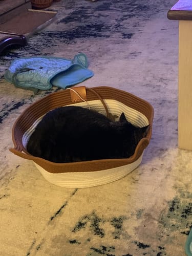 Customer's black cat curled up sleeping inside the two-toned Instinct Basket on a patterned rug.