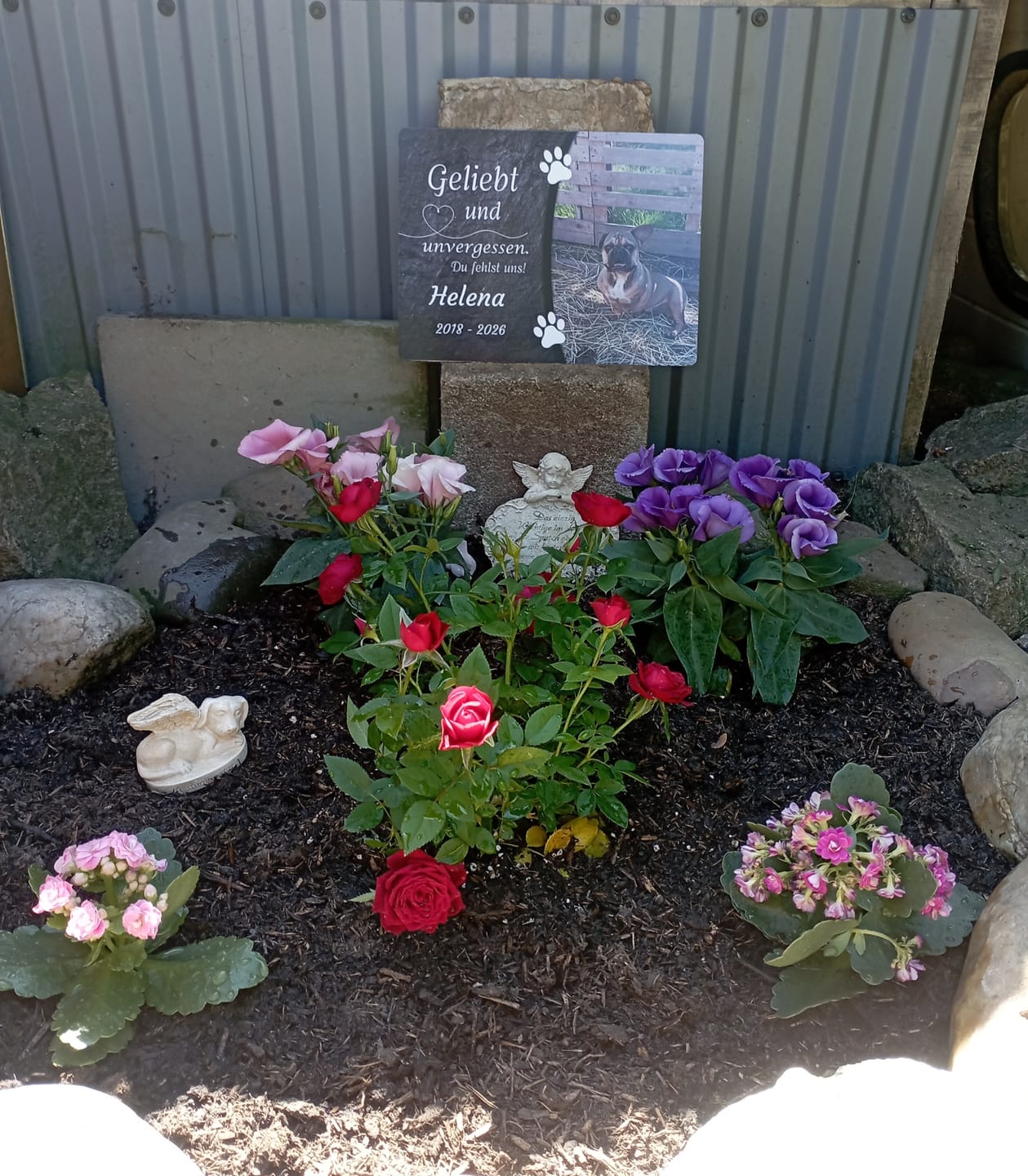 Customer photo review of Hunde Gedenktafel mit Foto & Spruch (UV- & Wetterfest)