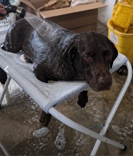 Customer photo review of FreshPaws™- Foldable Pet Bathing Stand