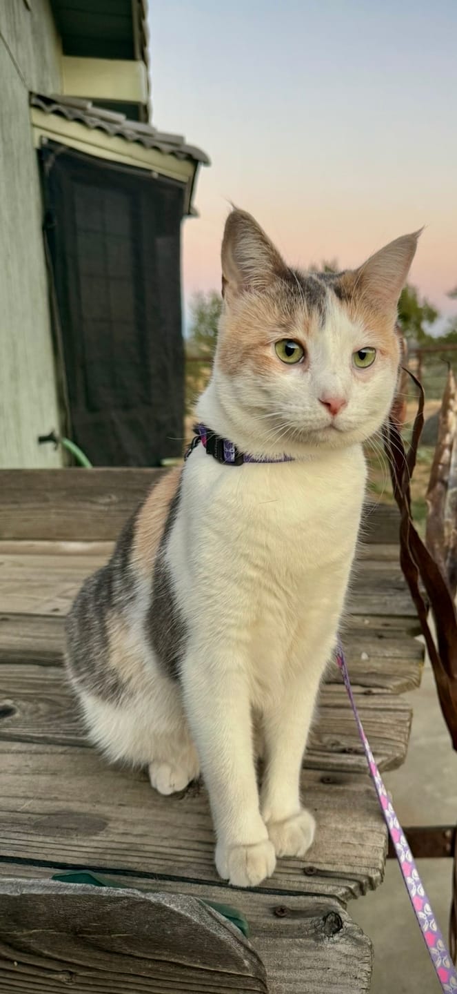Customer photo review of FeLife® Immunity Support - Reduces FeLV Virus in Cats