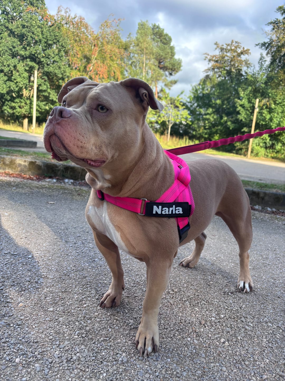 Customer photo review of ParoPet No Pull Dog Harness