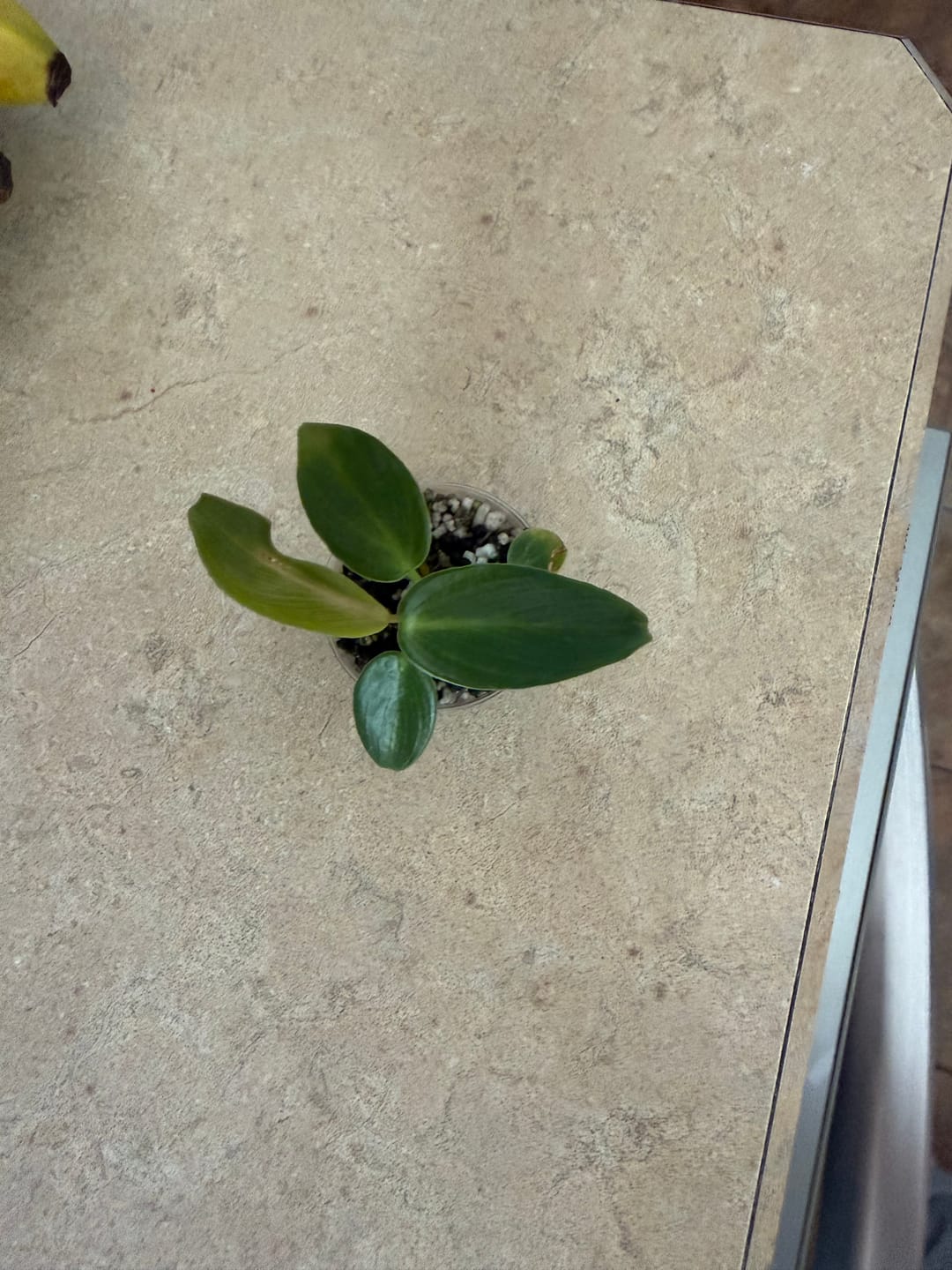 Customer photo review of Philodendron Spiritus Sancti