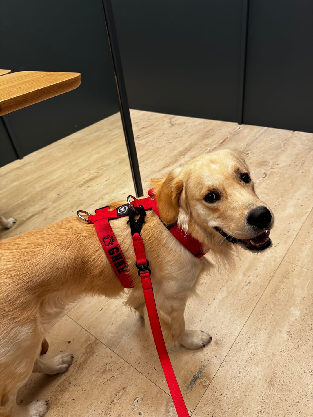 Customer photo review of Anti-Pull TRI-Harness® | Training Dog Harness for All Breeds - Red
