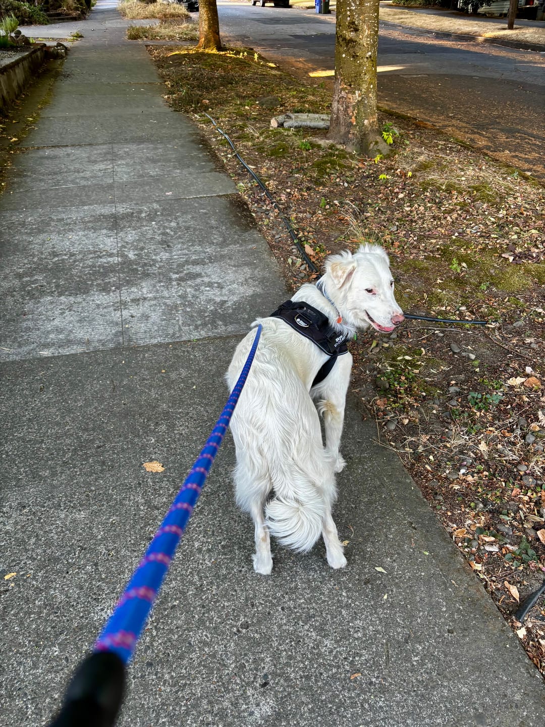 Customer photo review of Dogshood ™ Easy On