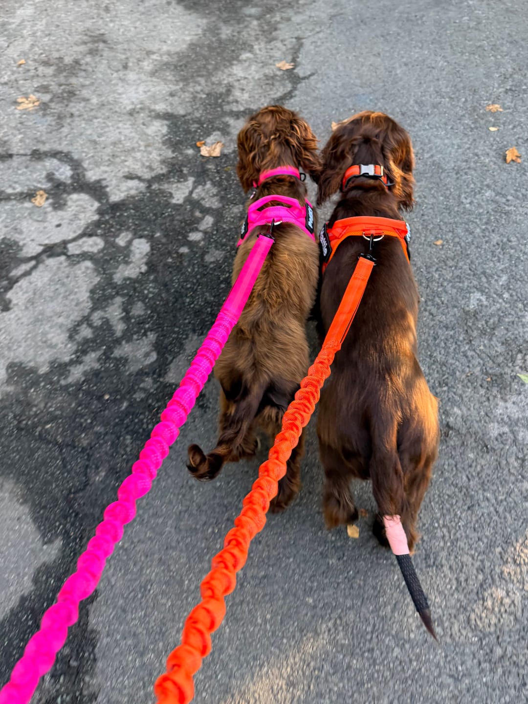 Customer photo review of 🎁 FREE ParoPet Bungee Lead