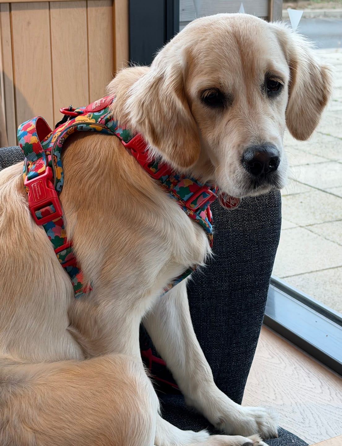 Customer photo review of Disney© Tough Trails™ Harness - Winnie Goes Retro