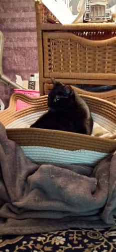 Customer's black cat resting inside the woven, round Instinct Basket cat bed.