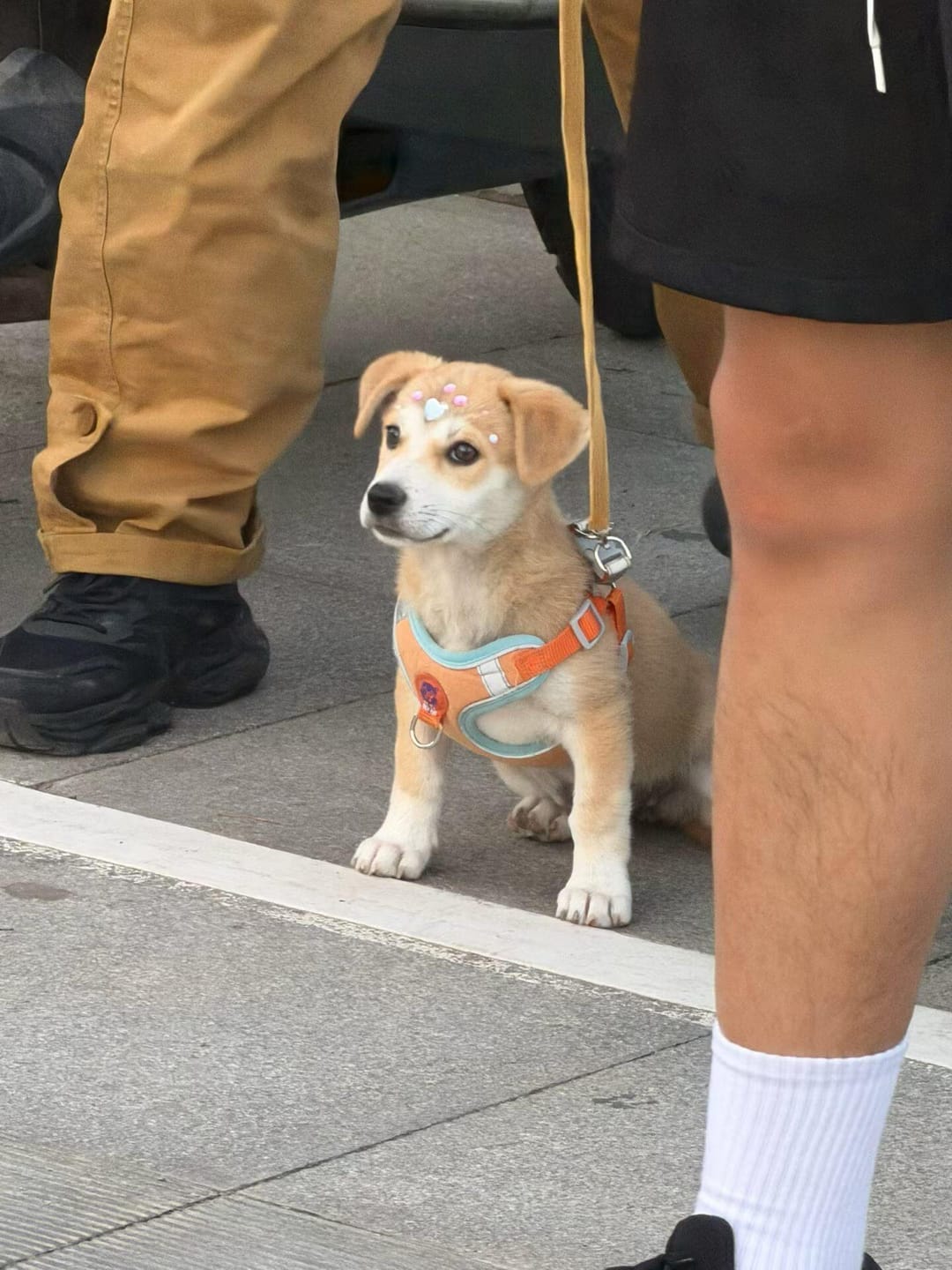 Customer photo review of Reflective No Pull Dog Harness