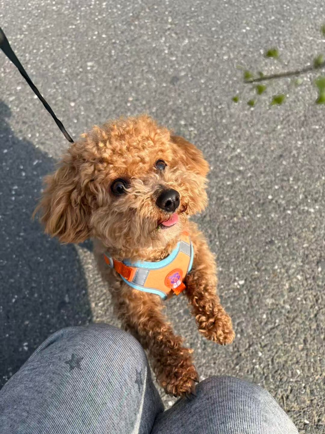 Customer photo review of Reflective No Pull Dog Harness
