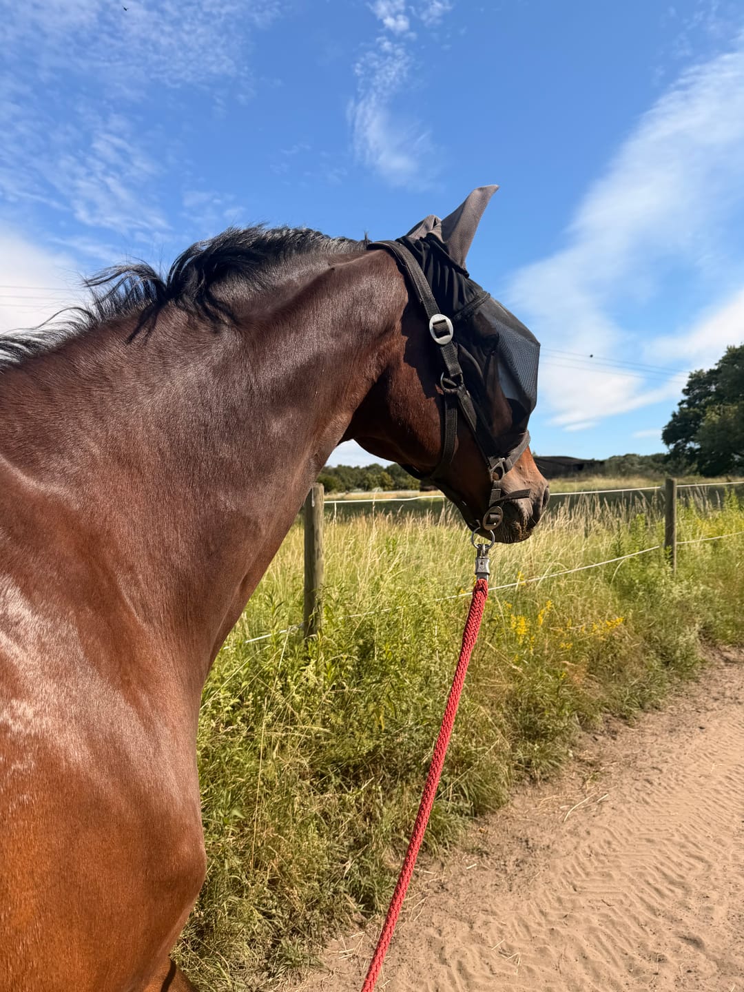 Customer photo review of Wurmtest Pro Pferd