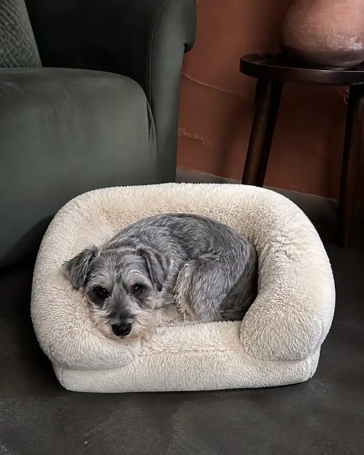 Customer photo review of ComfortCradle Orthopedic Dog Bed