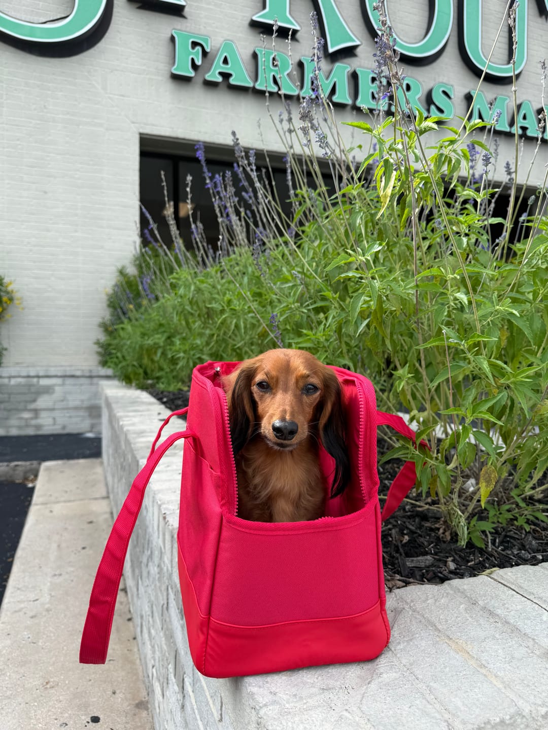 Customer photo review of Chocolate Brown Pet Tote Bag