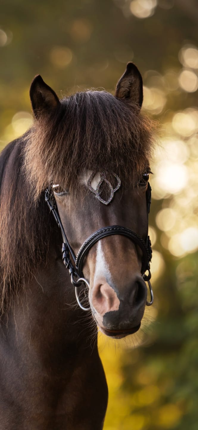 Customer photo review of Stirnriemen 'Celestia'