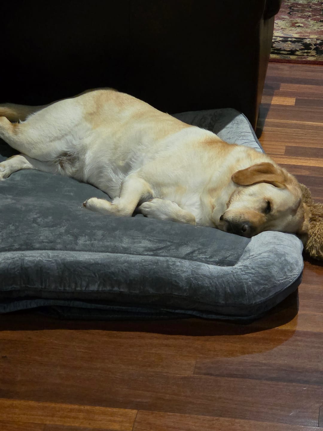 Customer photo review of PaWz Large Dog Bed Orthopedic Dog Bed Bolstered Support Flannel Velvet Grey