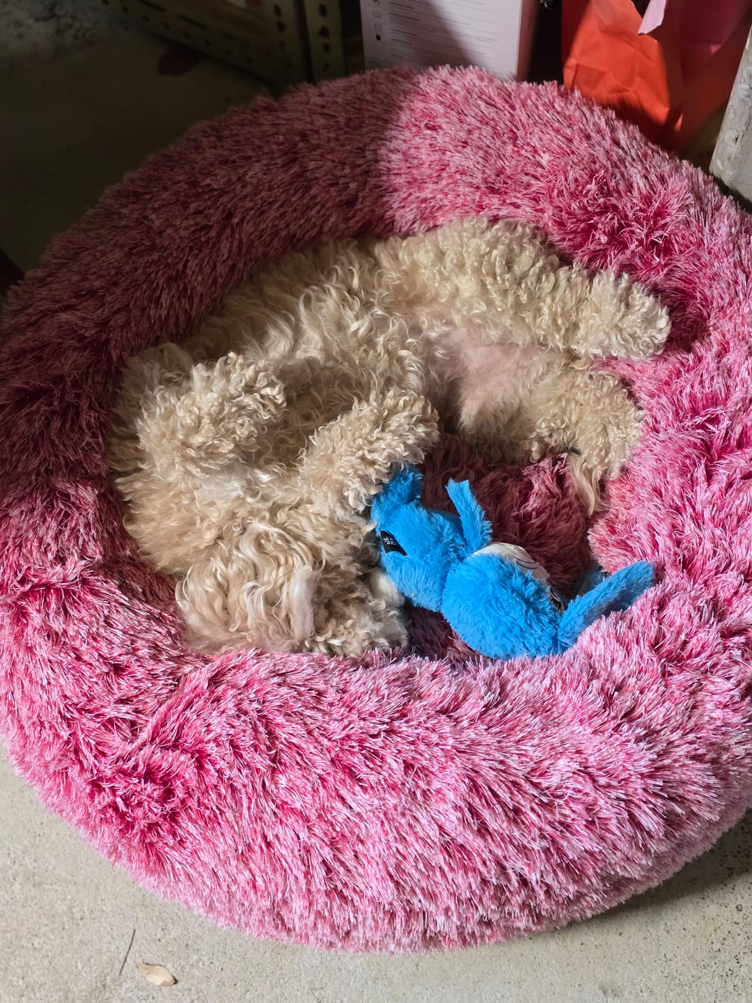 Customer photo review of Premium Calming Pet Bed with Removable Cover