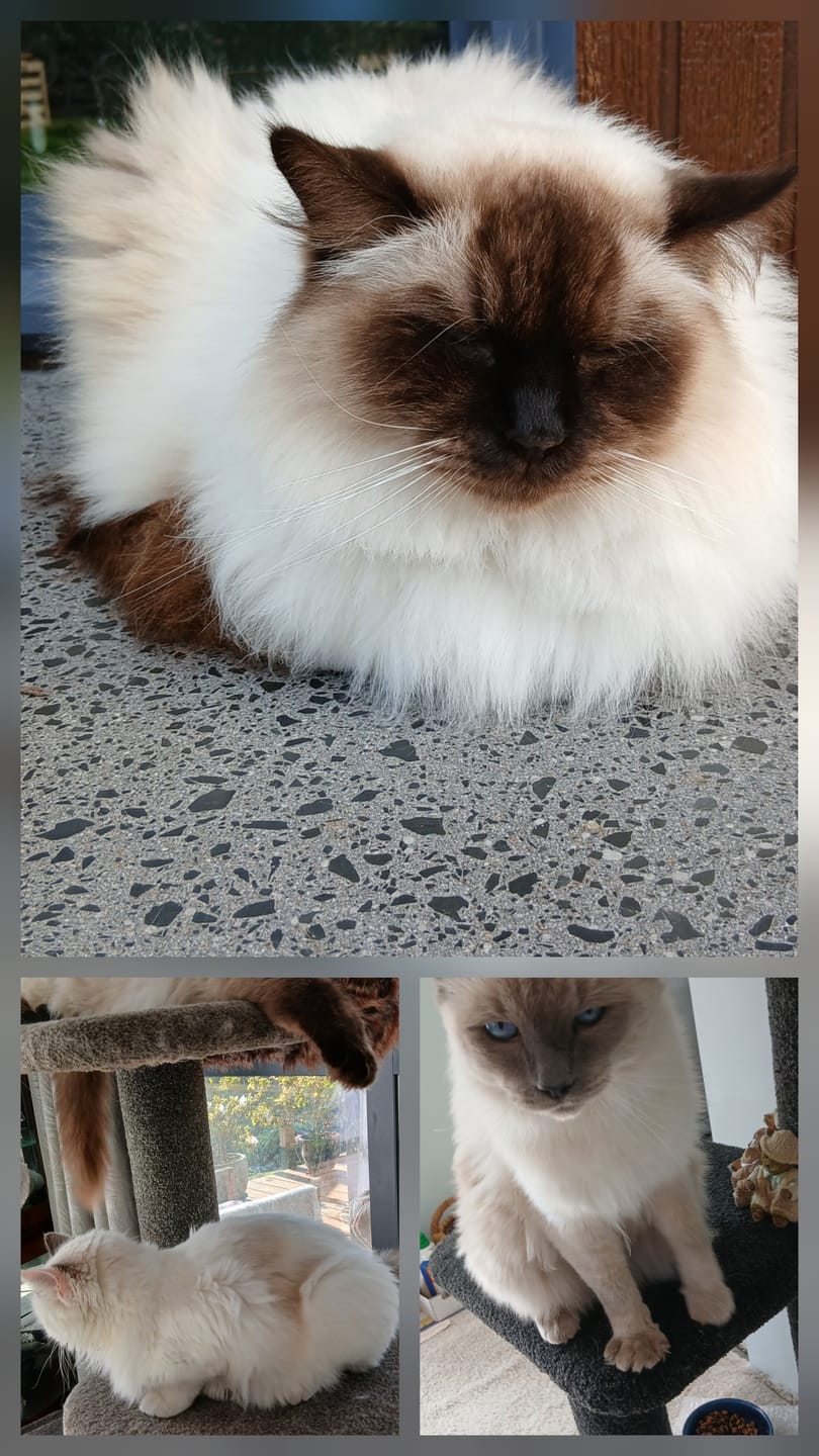 Customer photo review of Revolution PLUS for Large Cats 5-10kg