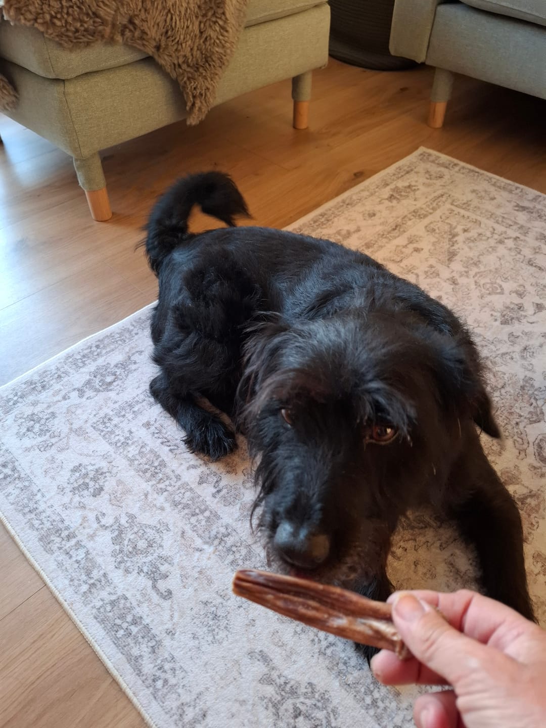 Customer photo review of NATURAL GREATNESS Rinderkehle, 100% Fleisch
