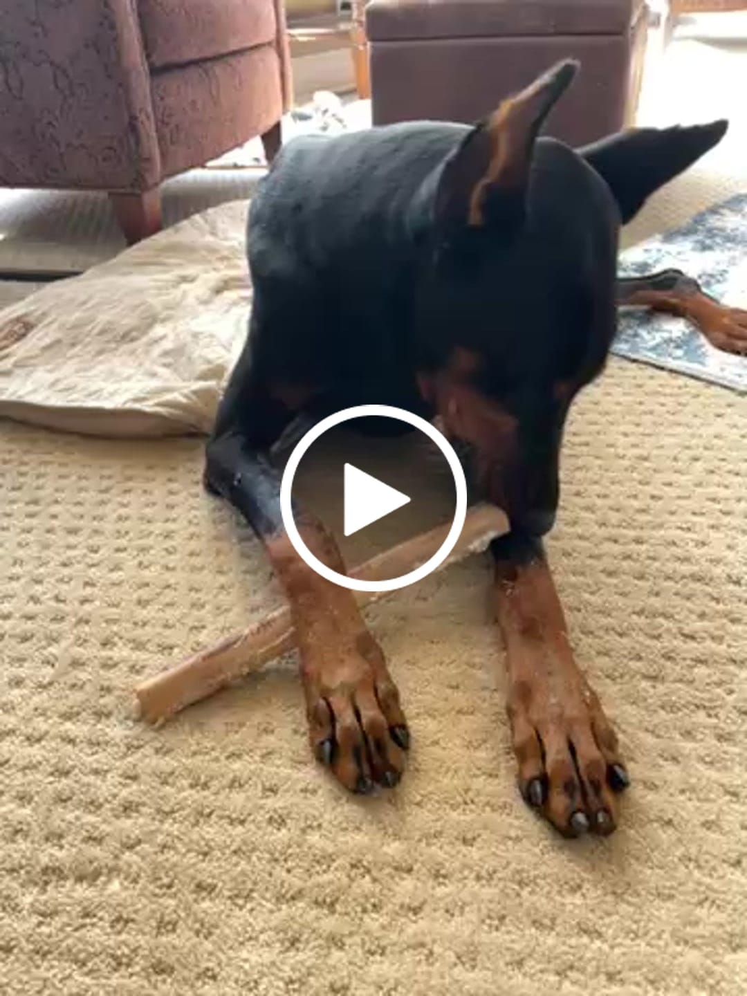 Customer video review of Ostrich Shaft Bones (11" x 2"): The Long-Lasting, Flavorful Chew for Medium to Large Dogs