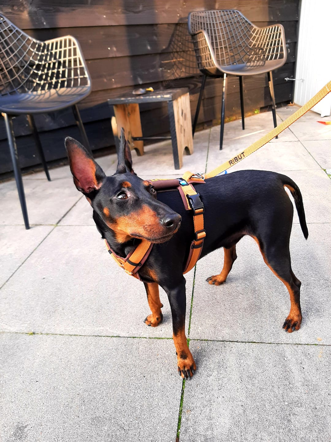 Customer photo review of Dog lead with Name - Fleece handle | 4Kyon