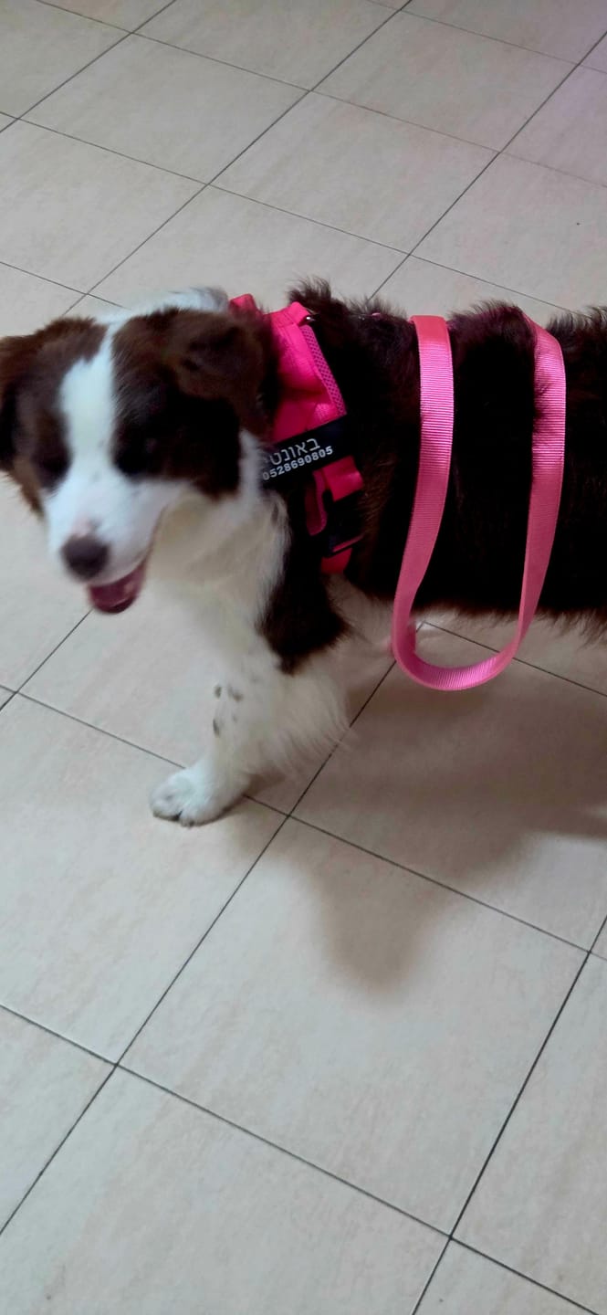 Customer photo review of SafeWalk® No-Pull 2.0 - רתמה נגד משיכות מותאמת אישית