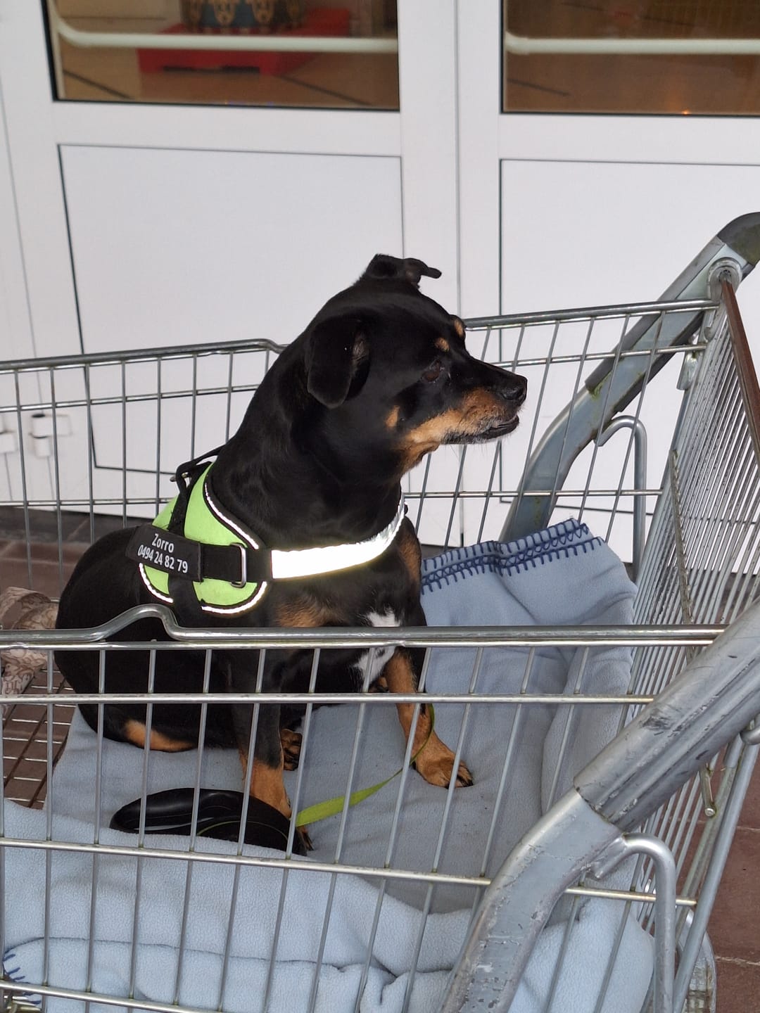 Customer photo review of PawGuard - Gepersonaliseerd Hondentuigje