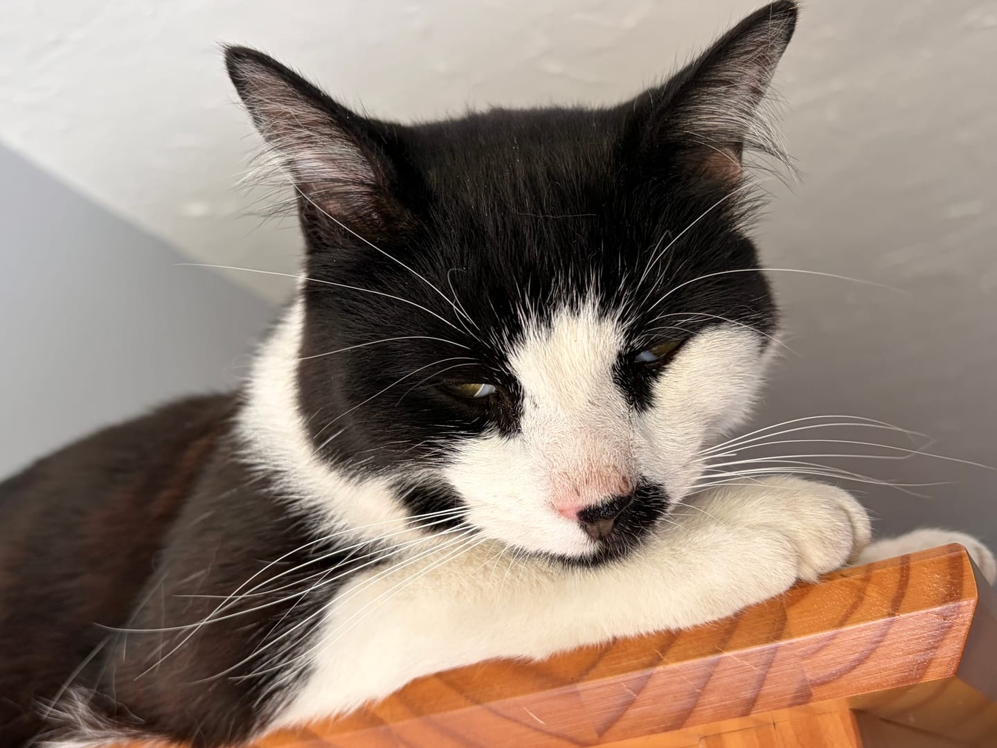 Customer photo review of Cat Duo Pack