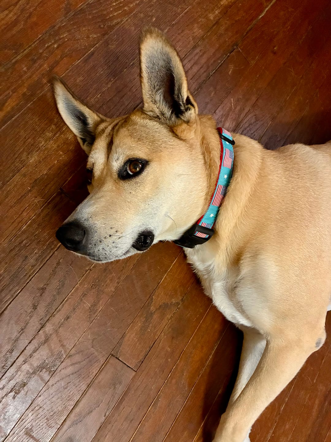 Customer photo review of Collar | Flag Day