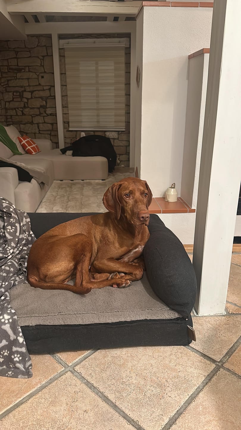 Customer photo review of Magen-Darmkräuter  für Hunde - Sonnenaufgang