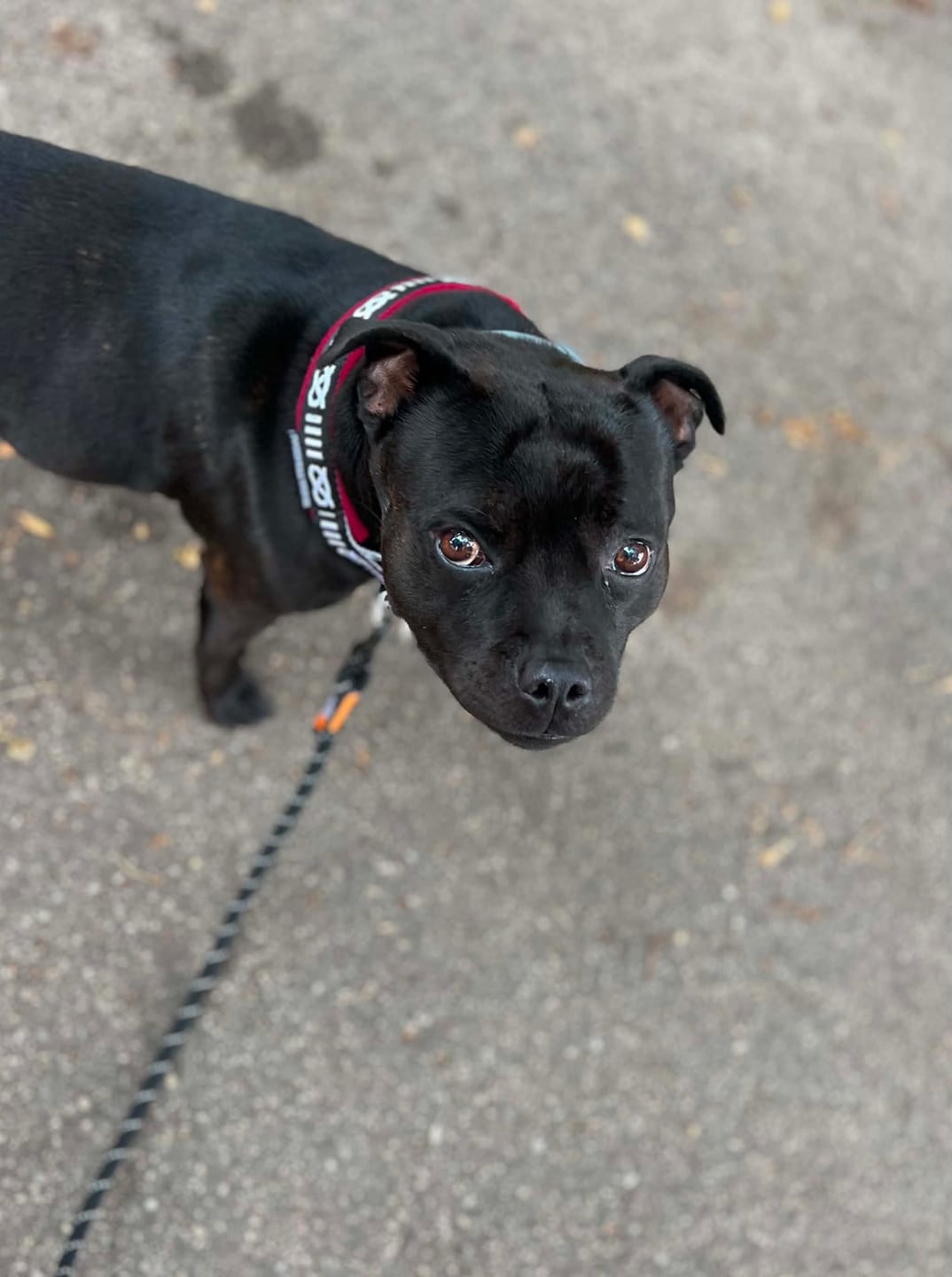 Customer photo review of Staffordshire Bull Terrier 1935® Slim Pattern Collar - Fleece - Burgundy - 35mm