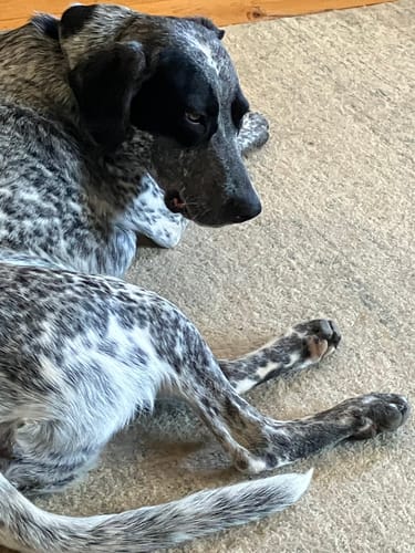 Customer's dog resting on a carpeted floor, likely waiting for a Whole Pig Ear treat.