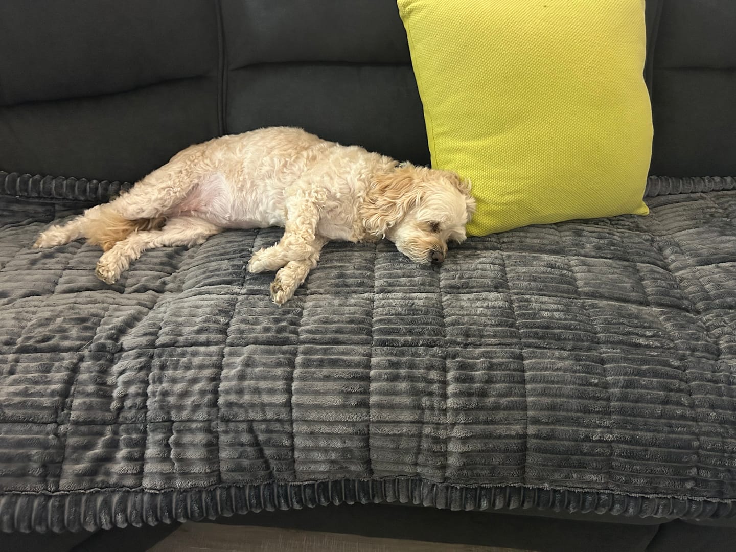 Customer photo review of Cosy Couch - Couch Cover