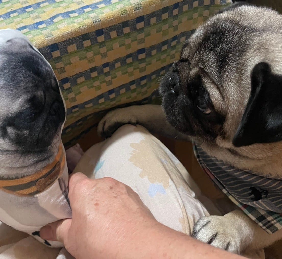 Customer photo review of 本物そっくり♪ペットクッション