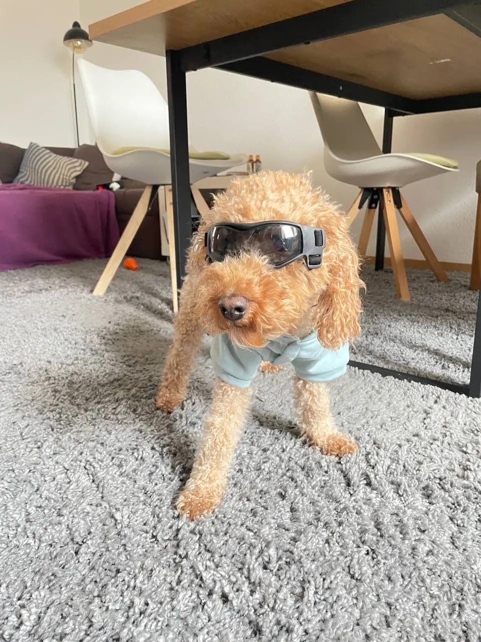 Customer photo review of CANLUX Pet - Gafas para Mascotas